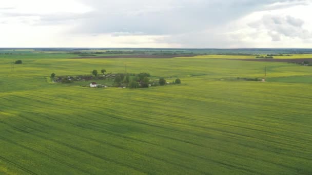 Vista Superior Campo Verde Sembrado Pequeño Pueblo Bielorrusia Campos Agrícolas — Vídeo de stock