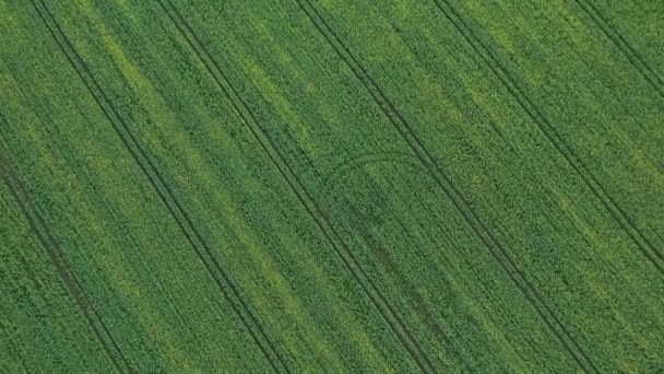 Górny widok zasiany zieleń w Białoruś.Agrikultura w Białoruś.Tekstura — Wideo stockowe