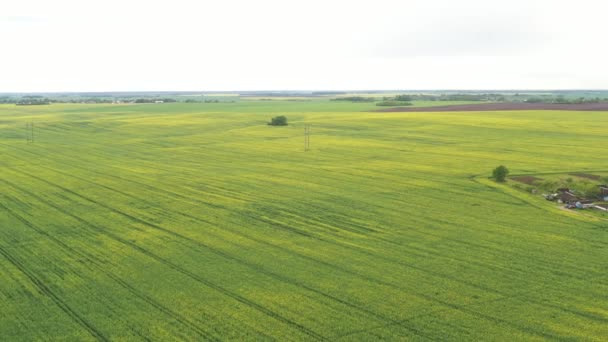 Vista dall'alto di un campo verde seminato e un piccolo villaggio in Belarus. Campi agricoli nel villaggio — Video Stock