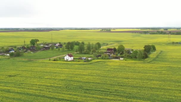 Вид Посеянное Зеленое Поле Маленькую Деревню Беларуси Сельскохозяйственные Угодья Села — стоковое видео