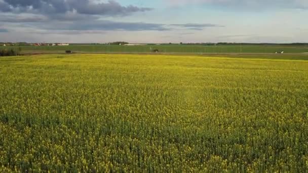 Vista superior de un campo de colza amarilla después de la lluvia en Bielorrusia, una zona agrícola.El concepto de desarrollo del sector agrícola — Vídeos de Stock