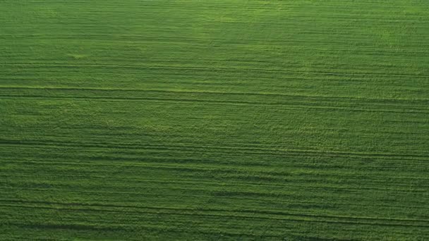 Górny widok zasiany zieleń w Białoruś.Agrikultura w Białoruś.Tekstura — Wideo stockowe