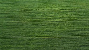Beyaz Rusya 'da ekili yeşilin en üst görüntüsü. Beyaz Rusya' da tarım. Doku.