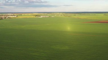Beyaz Rusya 'da ekili yeşilin en üst görüntüsü. Beyaz Rusya' da tarım. Doku.