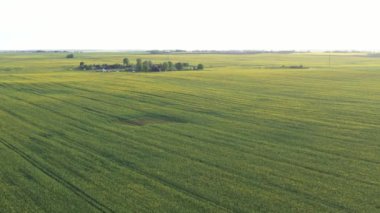 Beyaz Rusya 'da ekili yeşilin en üst görüntüsü. Beyaz Rusya' da tarım. Doku.
