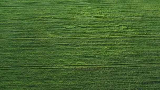 Top view of the sown green in Belarus.Agriculture in Belarus.Texture — Stock Video