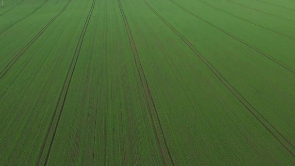 Ovanifrån Den Sådda Gröna Belarus Agriculture Belarus Texture — Stockvideo