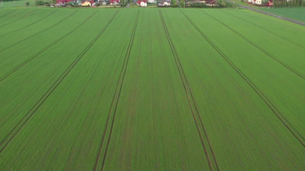 Bovenaanzicht Van Het Gezaaide Groen Wit Rusland Landbouw Wit Rusland — Stockvideo