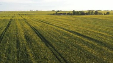 Beyaz Rusya 'da yağmurdan sonra sarı bir kolza tohumu tarlasının üst görüntüsü, bir tarım alanı. Tarım sektörünün kalkınma kavramı.