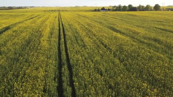 Shora pohled na žluté řepkové pole po dešti v Bělorusku, zemědělské oblasti.Koncept rozvoje zemědělského sektoru — Stock video