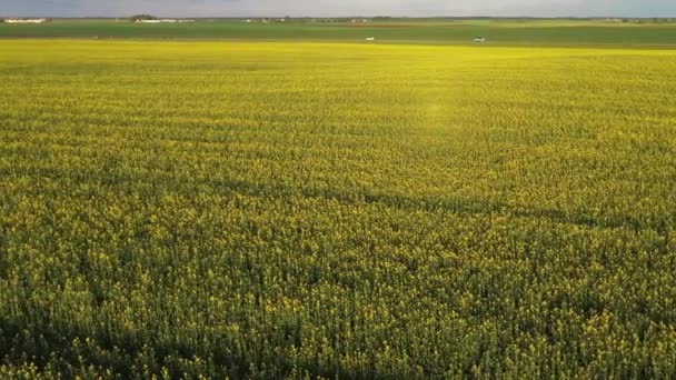 Widok górny żółty pole rzepakowy po deszcz w Białoruś, rolniczy area.The pojęcie rozwój rolniczy sektor — Wideo stockowe
