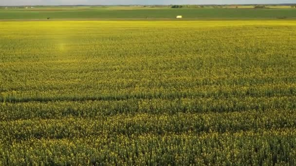 Högst upp på ett gult rapsfält efter regn i Vitryssland, ett jordbruksområde.Begreppet utveckling av jordbrukssektorn — Stockvideo