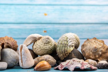Mavi ahşap arka planda deniz kabukları. Deniz teması..