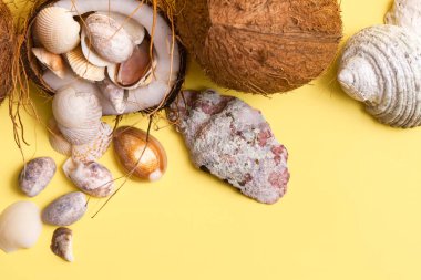 Sarı arka planda hindistan cevizi ve deniz kabuğu teması..