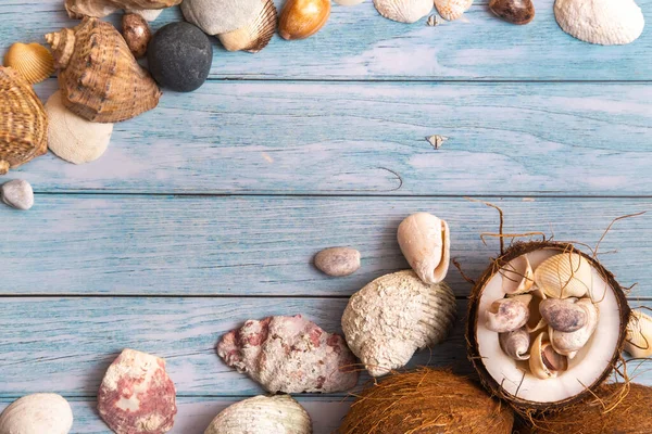 Mavi ahşap zemin üzerinde hindistan cevizi ve deniz kabukları. Deniz teması..
