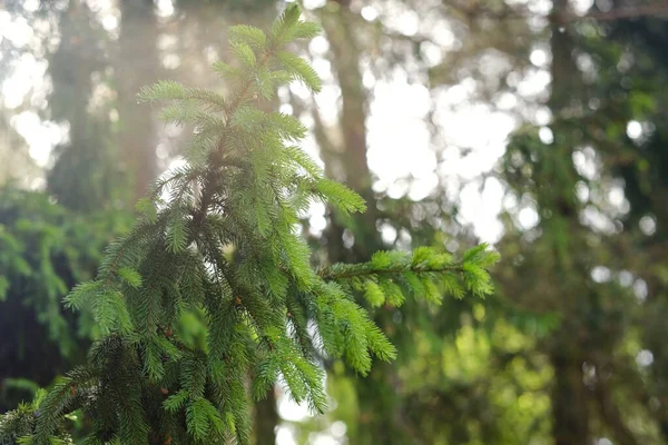 Spruce Branch Forest Nature — Stock Photo, Image