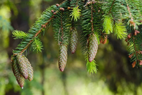 Spruce Cone Branch Spruce Tree Forest Nature — Photo