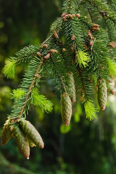 Spruce Cone Branch Spruce Tree Forest Nature — Fotografia de Stock