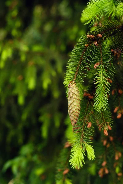 Spruce Cone Branch Spruce Tree Forest Nature — Stock Photo, Image
