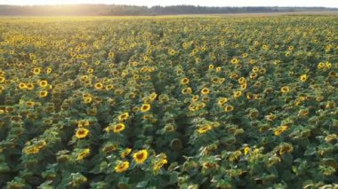 Günbatımının arka planında çiçek açan ayçiçeği tarlasının en üst görüntüsü