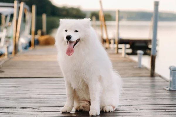 Stor Vit Samoyed Hund Sitter Piren Nära Båten — Stockfoto