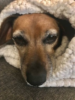 Tatlı, tapılası kahverengi Dachshund.