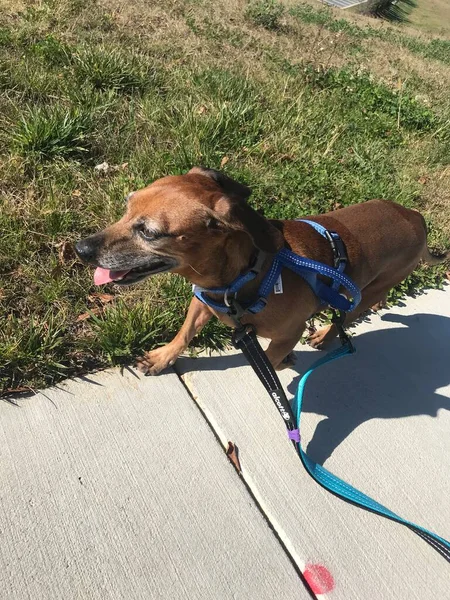 Doce Adorável Brown Dachshund Mix Com Língua Para Fora — Fotografia de Stock