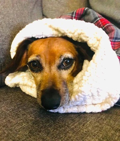 Doce Adorável Brown Dachshund Mix Com Língua Para Fora — Fotografia de Stock