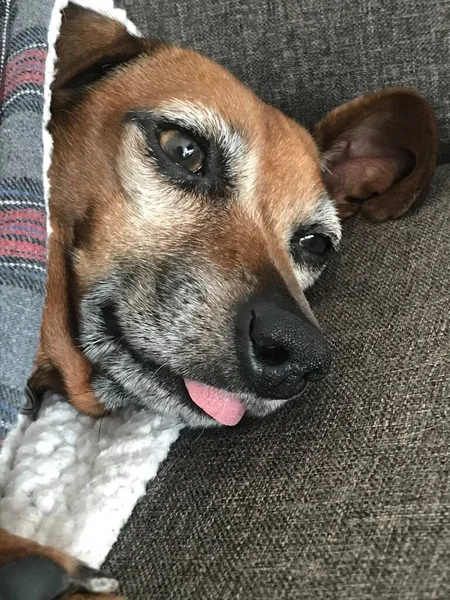 Sweet Adorable Brown Dachshund Mix Tongue Out — Stock Photo, Image