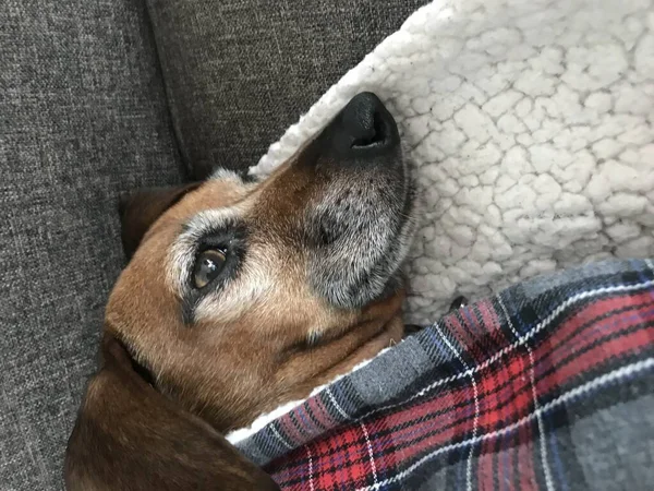 Doce Adorável Brown Dachshund Mix Com Língua Para Fora — Fotografia de Stock