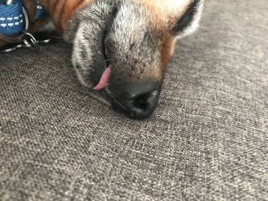 Mutlu dachshund karışık sosisli sandviçler.