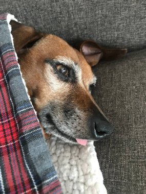 Mutlu dachshund karışık sosisli sandviçler.