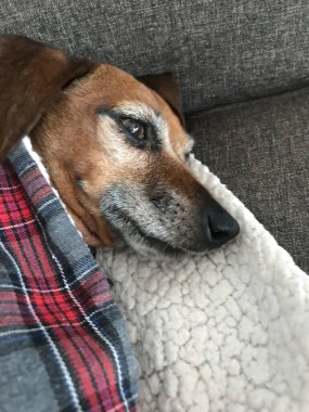 Mutlu dachshund karışık sosisli sandviçler.