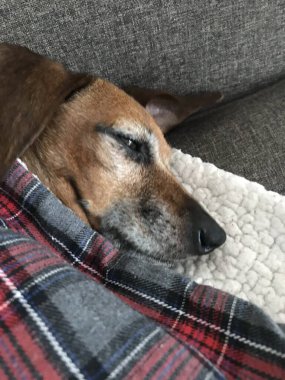 Mutlu dachshund karışık sosisli sandviçler.