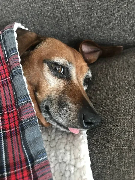 Feliz Perro Dachshund Mezcla Con Lengua Sobresaliendo — Foto de Stock