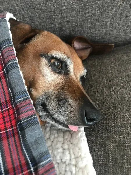 Happy Dachshund Mix Dog Tongue Sticking Out — Stock Photo, Image