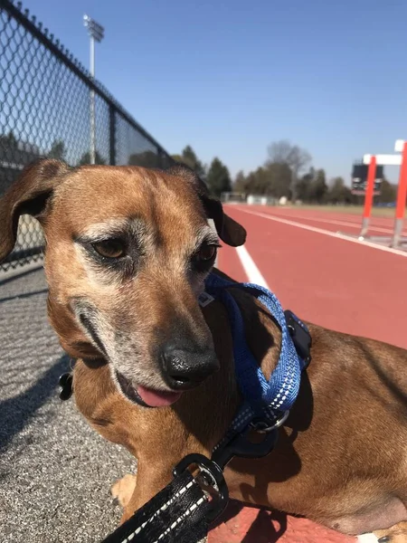 Felice Bassotto Mescolare Cane Con Lingua Sporgente — Foto Stock