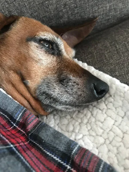 Feliz Perro Dachshund Mezcla Con Lengua Sobresaliendo — Foto de Stock