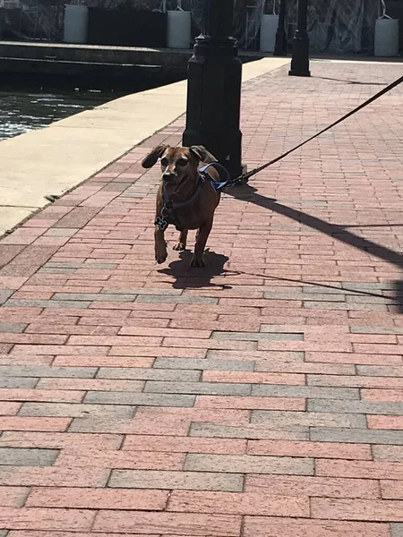 Feliz Perro Dachshund Mezcla Con Lengua Sobresaliendo — Foto de Stock