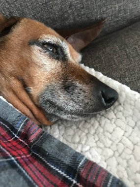 Mutlu dachshund karışık sosisli sandviçler.