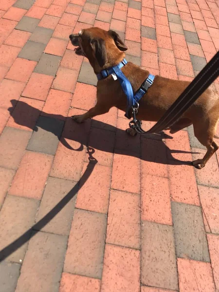 Счастливой Таксы Смешать Собаку Торчащим Языком — стоковое фото