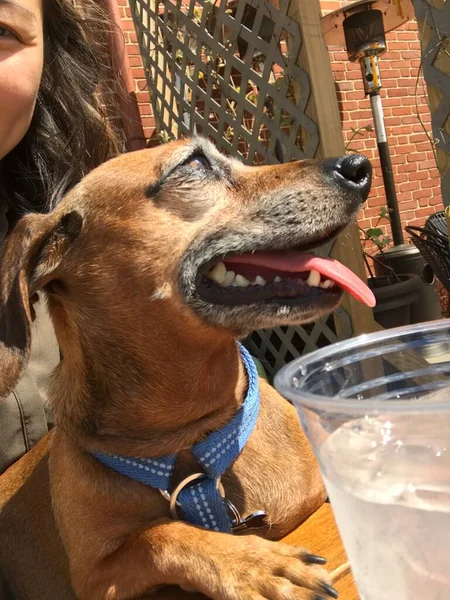 Happy Dachshund Mix Dog Tongue Sticking Out — Stock Photo, Image