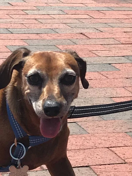 Happy Dachshund Mix Dog Tongue Sticking Out — Stock Photo, Image