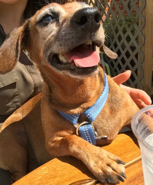 Χαρούμενο Σκυλί Ανάμιξης Dachshund Γλώσσα Προεξέχει — Φωτογραφία Αρχείου