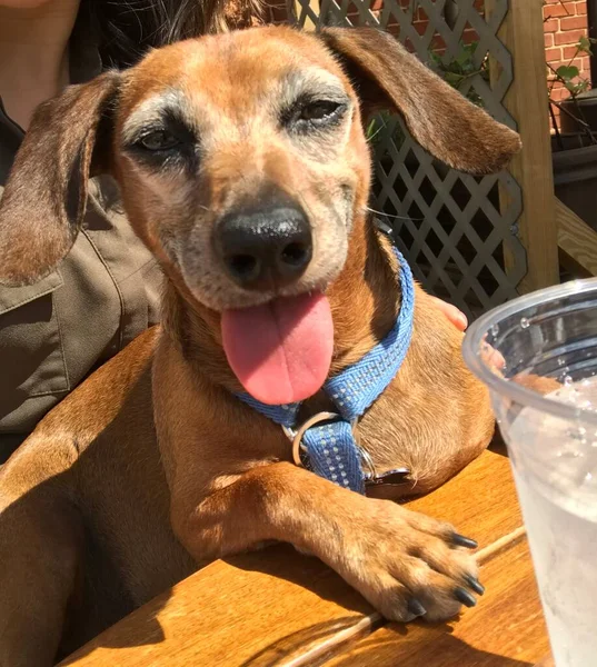 Happy Dachshund Meng Hond Met Tong Steekt Uit — Stockfoto