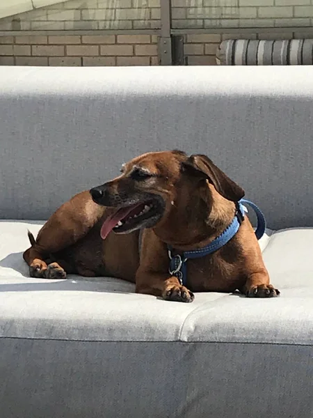 Feliz Perro Dachshund Mezcla Con Lengua Sobresaliendo —  Fotos de Stock