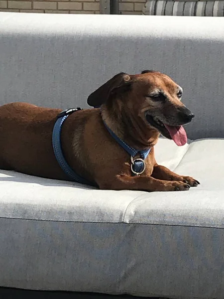 Happy Dachshund Mix Dog Tongue Sticking Out — Stock Photo, Image