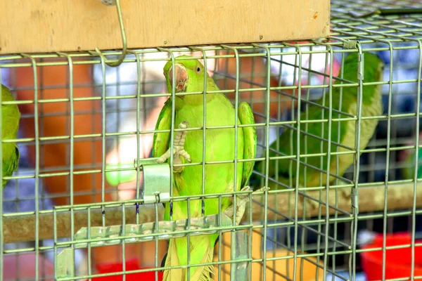 Sergilenen kafesteki parlak yeşil papağan. Papağan evcil hayvan gibidir..