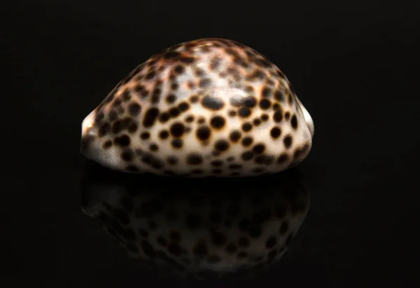 Siyah arka planda yansımalı deniz kabuğu. Kabuk bir kara vebanın kıyısında bulundu..