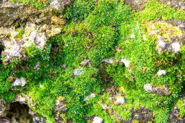 Yosun dokusu yeşil. Yosun arka planı. Grunge dokusunda yeşil yosun, arka plan.